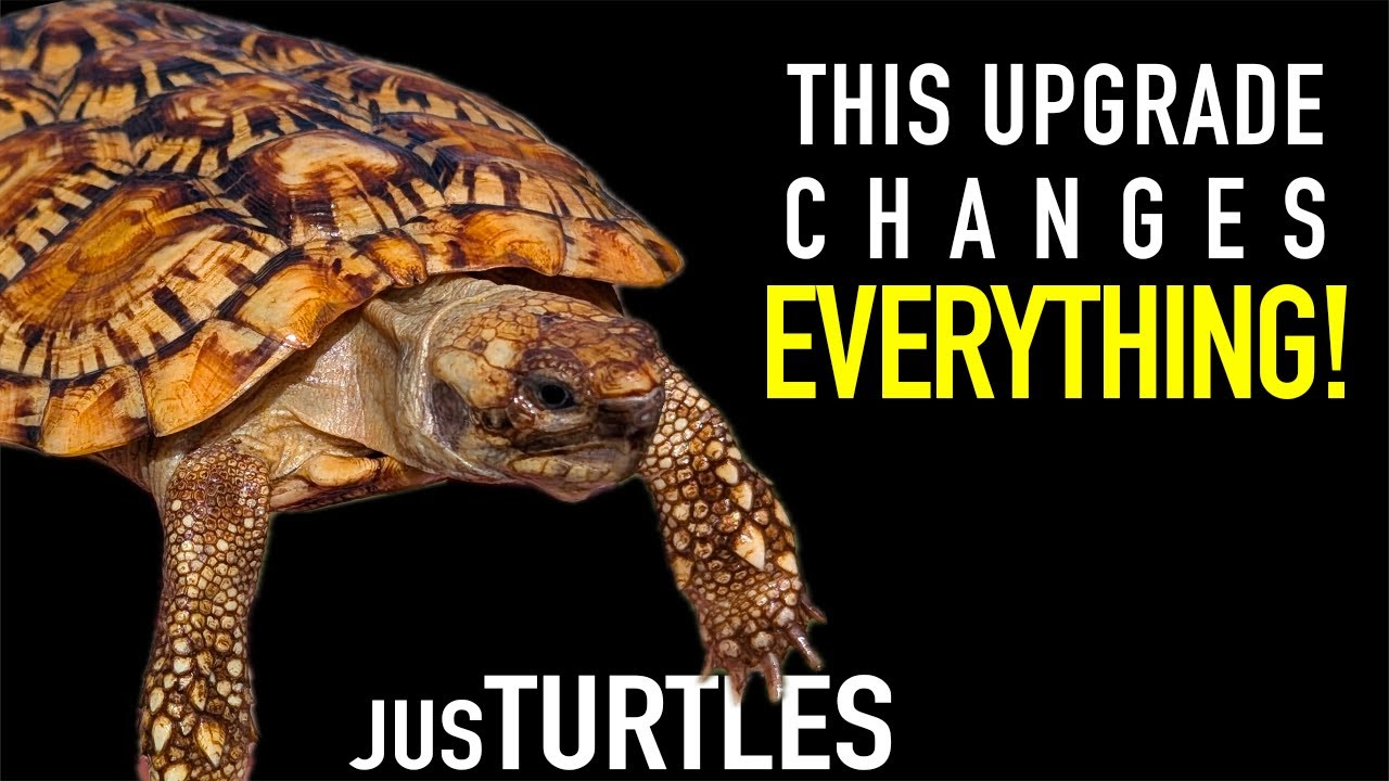 Модернизация среды обитания блинчатых черепах и реконструкция черепашьего пруда