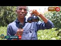KILIMO BORA CHA BILINGANYA 2021 Kilimo Cha Mboga Mboga Na Matunda Kutoka The Young World Feeders KILIMO BORA CHA BILINGANYA 2021 Kilimo Cha Mboga Mboga Na Matunda Kutoka The Young World Feeders
