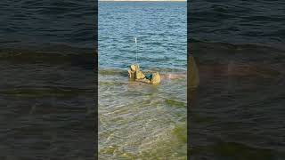 Balık Avi Sevişler Barajı 20 Kiloluk Yayın