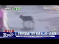 少年無照釀禍! 狗狗被噴飛...飼主急救援 ｜TVBS新聞 @TVBSNEWS01