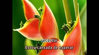 15720 - Ney Matogrosso - Vereda Tropical -Karaokevideoke Playback