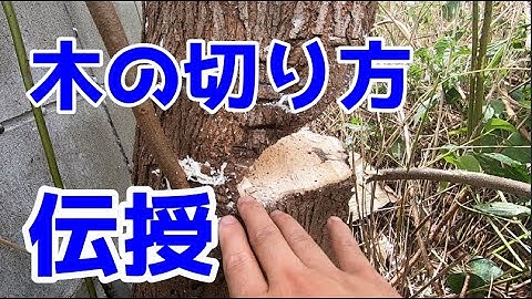 木の切り方 安全に倒す方法 Youtube