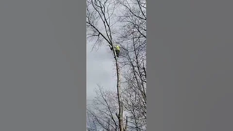 Dangerous Tree Removal | Randy Nelson Tree Company