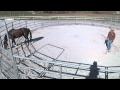 Training an Off the Track Thoroughbred Part 1 - Advantage Horsemanship TV