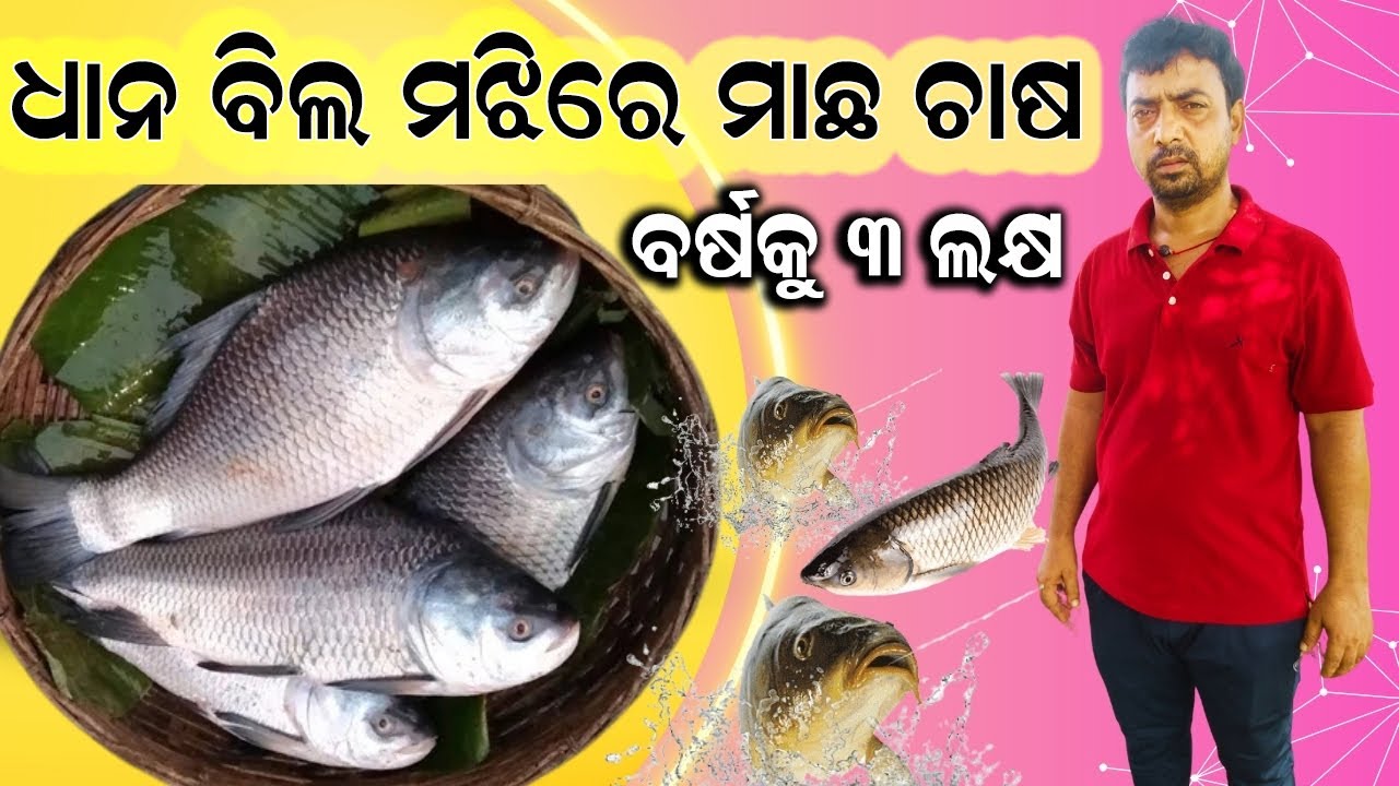 ଧାନ ବିଲ ମଝିରେ ମାଛ ଚାଷ || Amazing fish farm in the middle of paddy field. @EfarmingOdisha