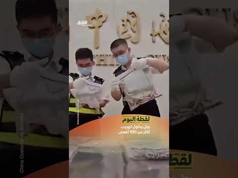 تهريب أكثر من مئة أفعى