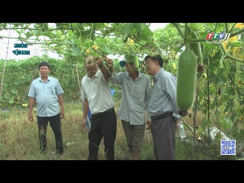 Video Cây rau màu trên đất Trà Vong | Nông nghiệp Tây Ninh |... - youtube
