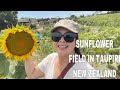 SUNFLOWER FIELD  IN TAUPIRI NZ..