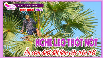 Về bảy núi xem cảnh người dân leo thốt nốt - Thất sơn vạn điều hay
