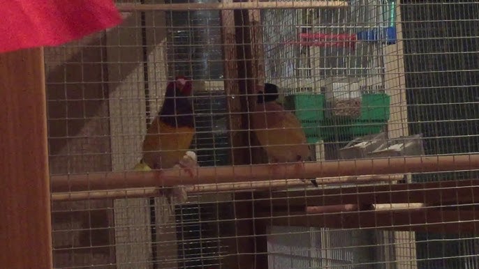 0023 Diamante De Gould En Celo Youtube