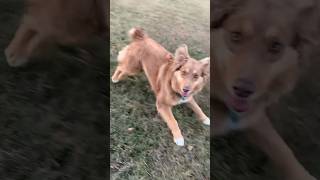 Australian Shepherd Going Crazy In Slow Motion