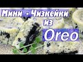 Мини чизкейки с Орео, рецепт быстрого пирожного. Десерты из печенья OREO.