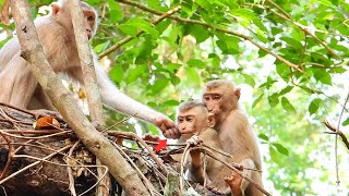 Great! Monkey Lauy & Angela tries to climbing on trees to take care Tiny LEO & hugging HIM so lover