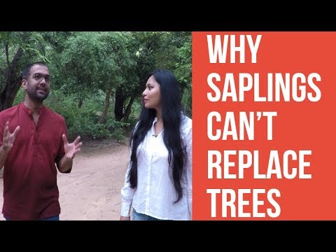 Why Saplings Can't Replace Trees, explains Neha Sinha - Why Saplings Can't Replace Trees, explains Neha Sinha