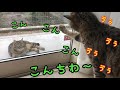 野良猫にビビって唸りながら日本語で挨拶する猫がかわいい！【しゃべる猫】