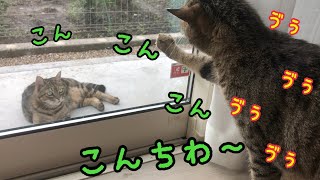 The cat that greets the stray cat in Japanese while groaning is cute! [Talking cat]