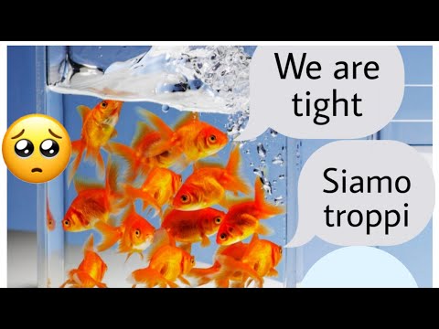 Video: Ranch Goldfish: allevare lo stupefacente pesce rosso fantasia
