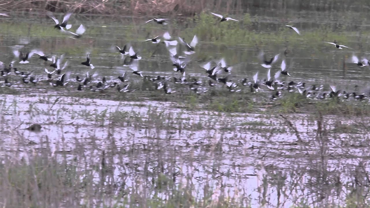 amazing pool villas by korea style White-winged Terns (Chlidonias leucopterus) in Belarus 2013