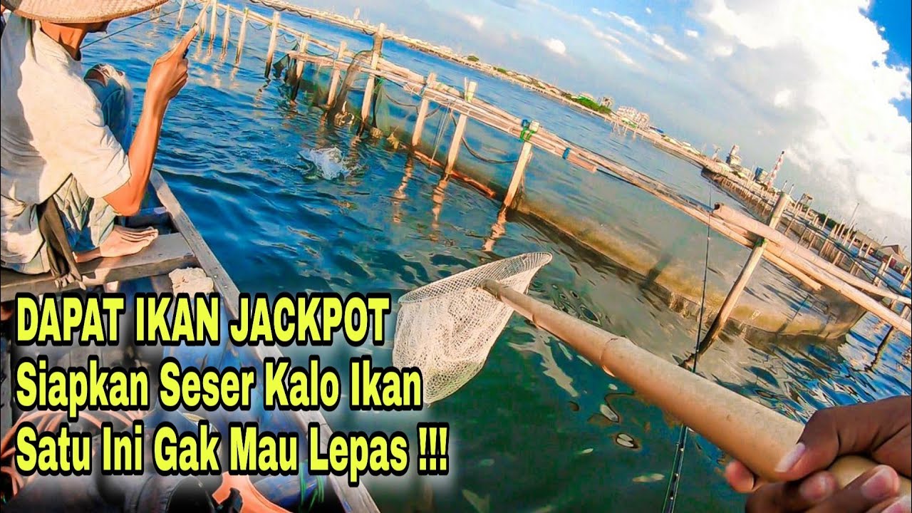 Begini Teknik Dan Umpan Jitu Para Nelayan Mancing Bandeng Liar