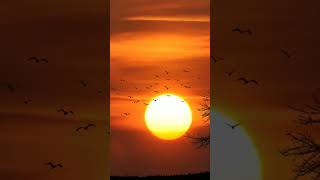 #lovesong #romanticsong #heartfelt #music #shortsvideo #soulfulmusic #musica