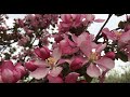 Relax Apple blossoms. Цветения яблони .Расслабляющие пения птиц !