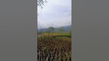 After the Harvest, Silence in the Fields 🌾"#RiceFields #AfterHarvest #RelaxingNature #PeacefulVibes