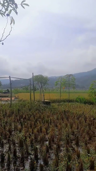 Setelah Panen, Keheningan di Sawah 🌾'#Sawah #PascaPanen #Alam yang Menenangkan #SuasanaDamai