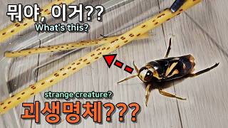 What are the mysterious creatures found in Backswimmer's home?? by 제발돼라 PleaseBee 34,953 views 2 weeks ago 9 minutes, 21 seconds