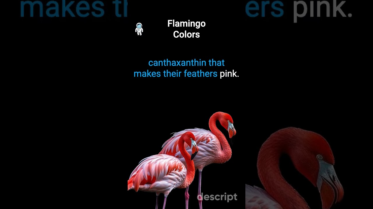 🦩🎨 Flamingo Colors 