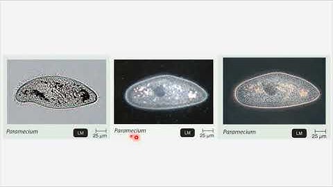 BIO 205 - Chapter 2 - How We See the Invisible World