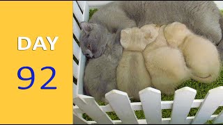 DAY 92 - Baby Kittens after Birth | Emotional by Funny Cats Footage 148 views 1 year ago 1 minute, 2 seconds