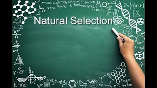 How to Ace AP Biology: Natural Selection
