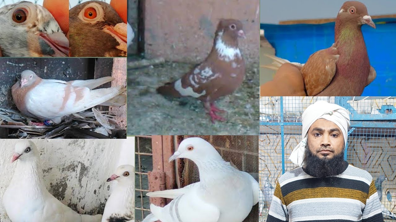 gole madrasi punjabi kabutar | 100% original kabutar |