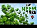 The Neem Tree - Cloudy Weather & Cool Feeling #neemtrees #weather #clouds #maxrecords