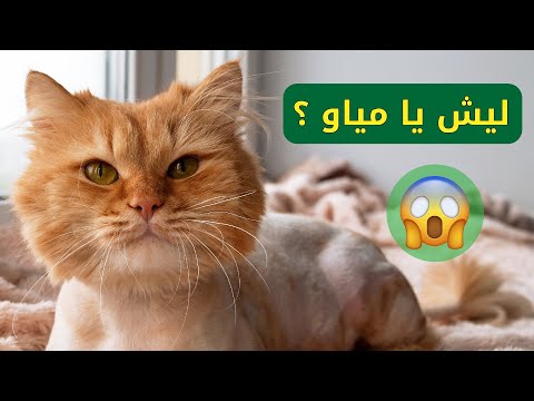 فيديو: لماذا القطط لديها شعر