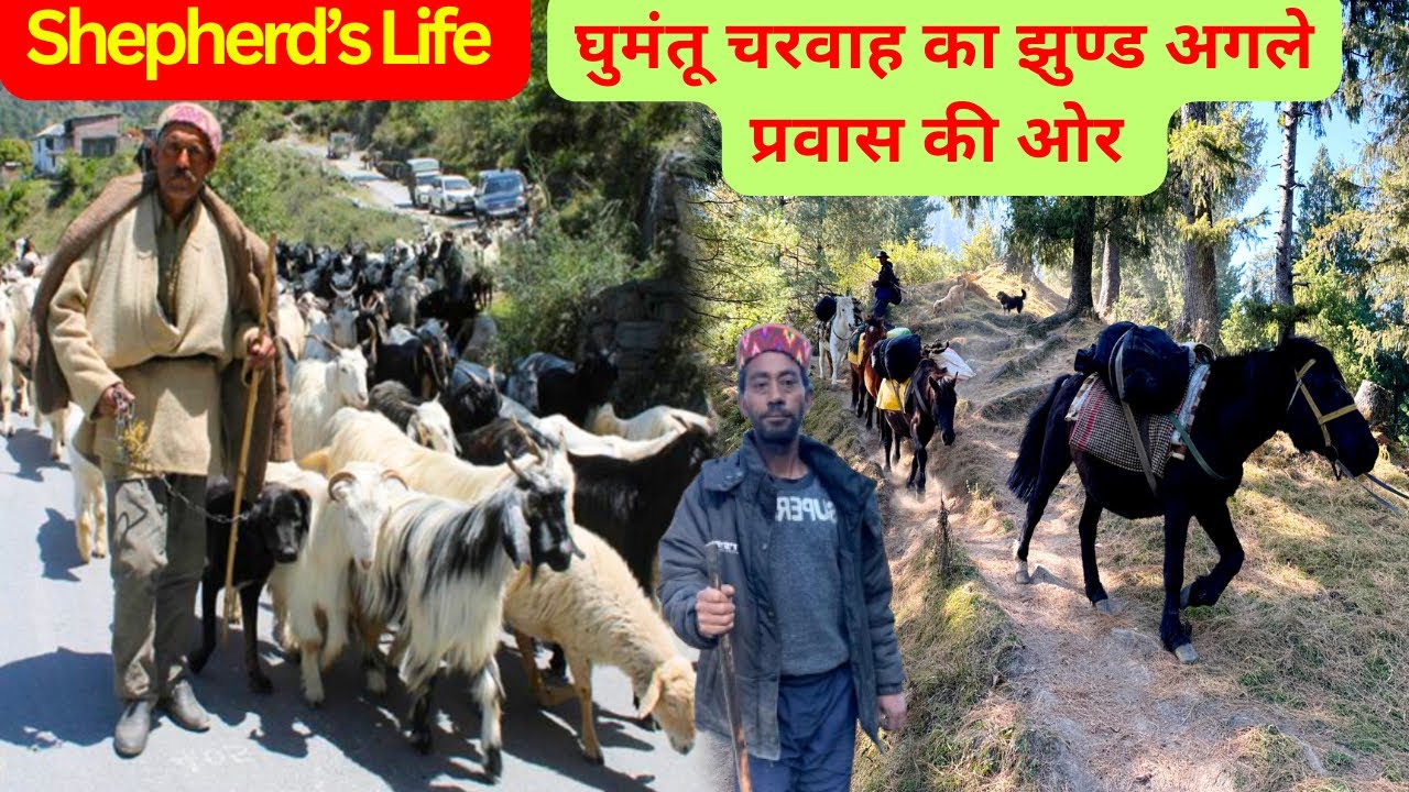 घुमंतू चरवाह अपनी भेड़ बकरियों के झुण्ड के साथ मैदानी इलाकों की तरफ़ प्रवास करते 😍!Shepherd’s Life! 