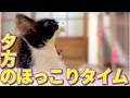 【ねこ動画】夕方のほっこりタイムって最高だよな