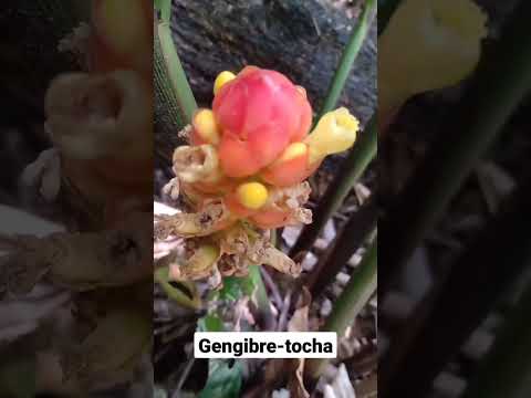 Vídeo: Informações sobre a planta de gengibre da tocha - Cuidando das plantas de gengibre da tocha