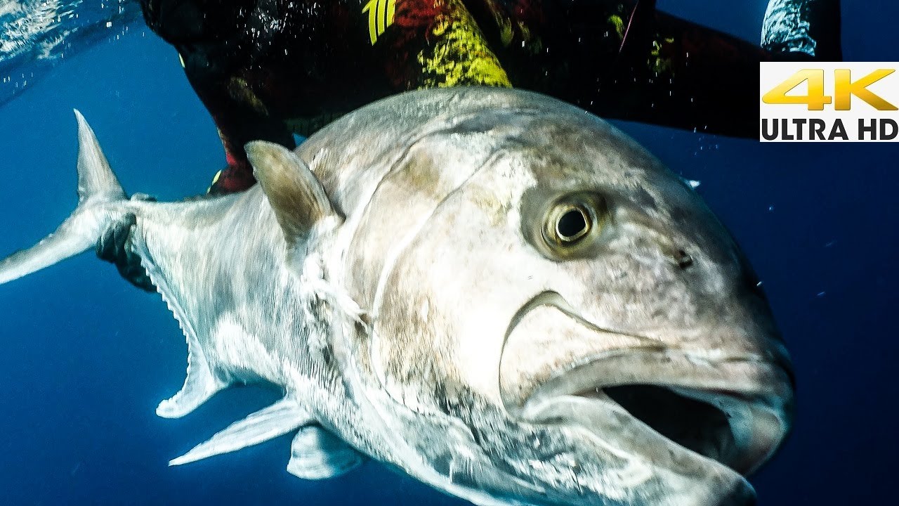 ΤΕΡΑΣΤΙΟ Μαγιάτικο 50kg με Ψαροντούφεκο - Το Όνειρο που Έγινε Πραγματικότητα