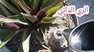 فكره ابداعيه للري الذاتي للنباتات  ..  وداعا لمشاكل الري والغياب عن المنزل @سطح اخضر