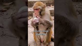 2 часть #мемы #а4 #brother #monkey #memes #бибизянки #роблокс #майнкрафт