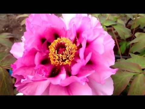 Video: Tree Peony - Ang Hari Ng Hardin Ng Bulaklak