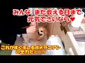 ほな、またな!これがすぐキレるポメラニアンの全力だー!!!