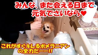 ほな､またな!これがすぐキレるポメラニアンの全力だー!!!