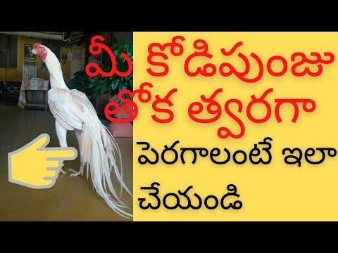 Tips for rooster tail growth |kodi punju thoka speed ga peragalante yela?|మీ కోడి పుంజు తోక తోక కోడి