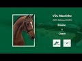 Vdl mourinho gelding by etoulon vdl born 2017