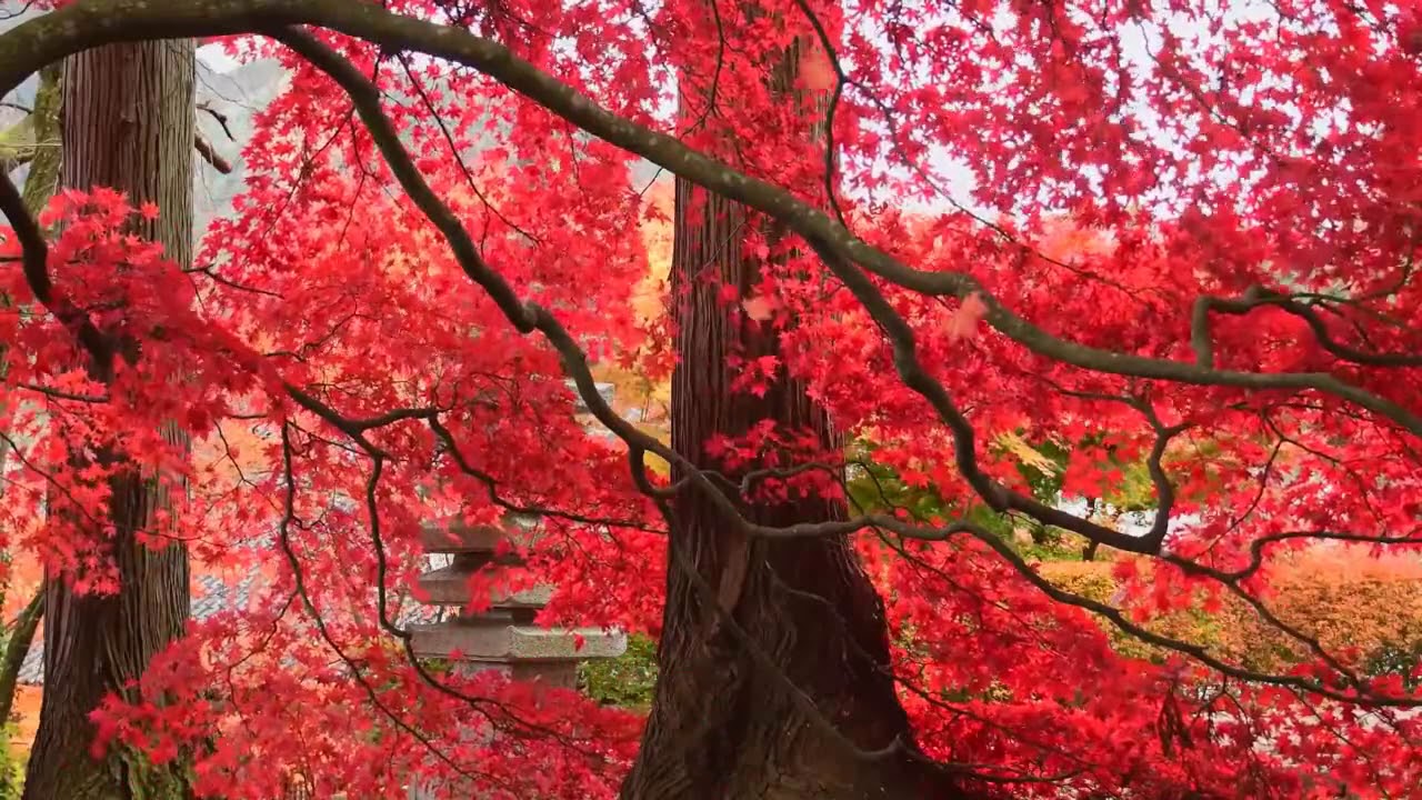 Nature trees background videos non copyrighted videos youtube