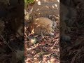 hiding #cuteanimals #cat #wildlife #animals #nature #park #viral #trending #subscribe #live #fyp