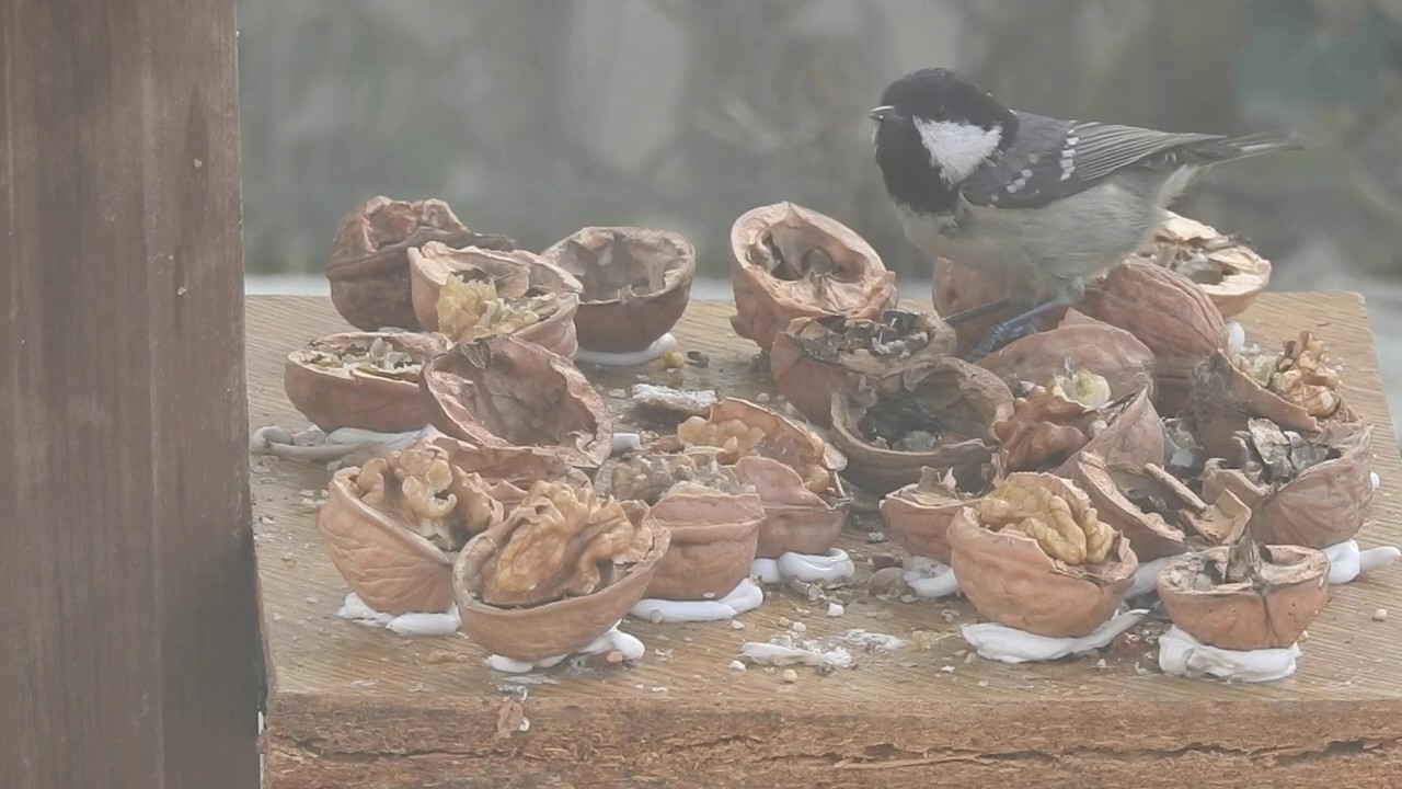 Les mésanges et la mangeoire aux noix.