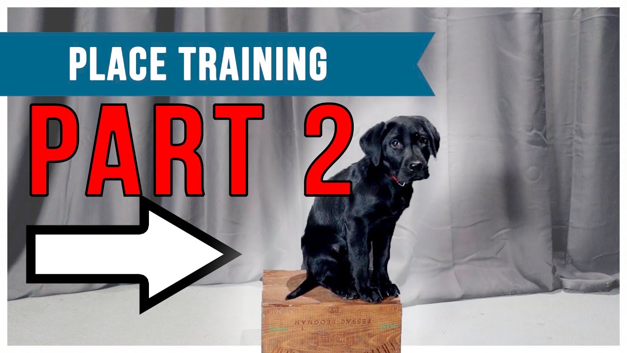 Placeboard Training Videos: Part 2